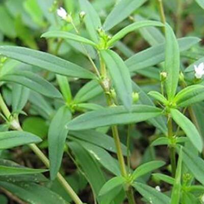 Cây bạch hoa xà thiệt thảo với nhiều tác dụng quý