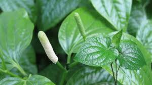 Công dụng của cây lá lốt