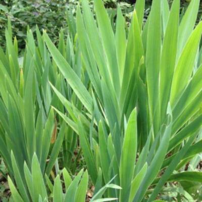 Xạ Can - Thảo dược quý